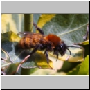 Andrena fulva - Rotpelzige Sandbiene w15.jpg